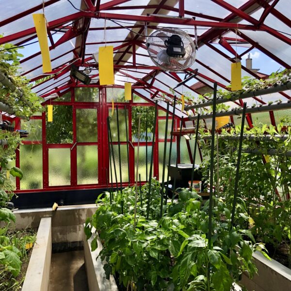 Gdzie rośliny i ryby tworzą jedność – akwaponika w szklarni Sensorie