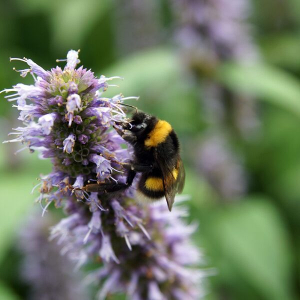Nieznana letnia królowa ogrodu ziołowego: Poznaj agastache